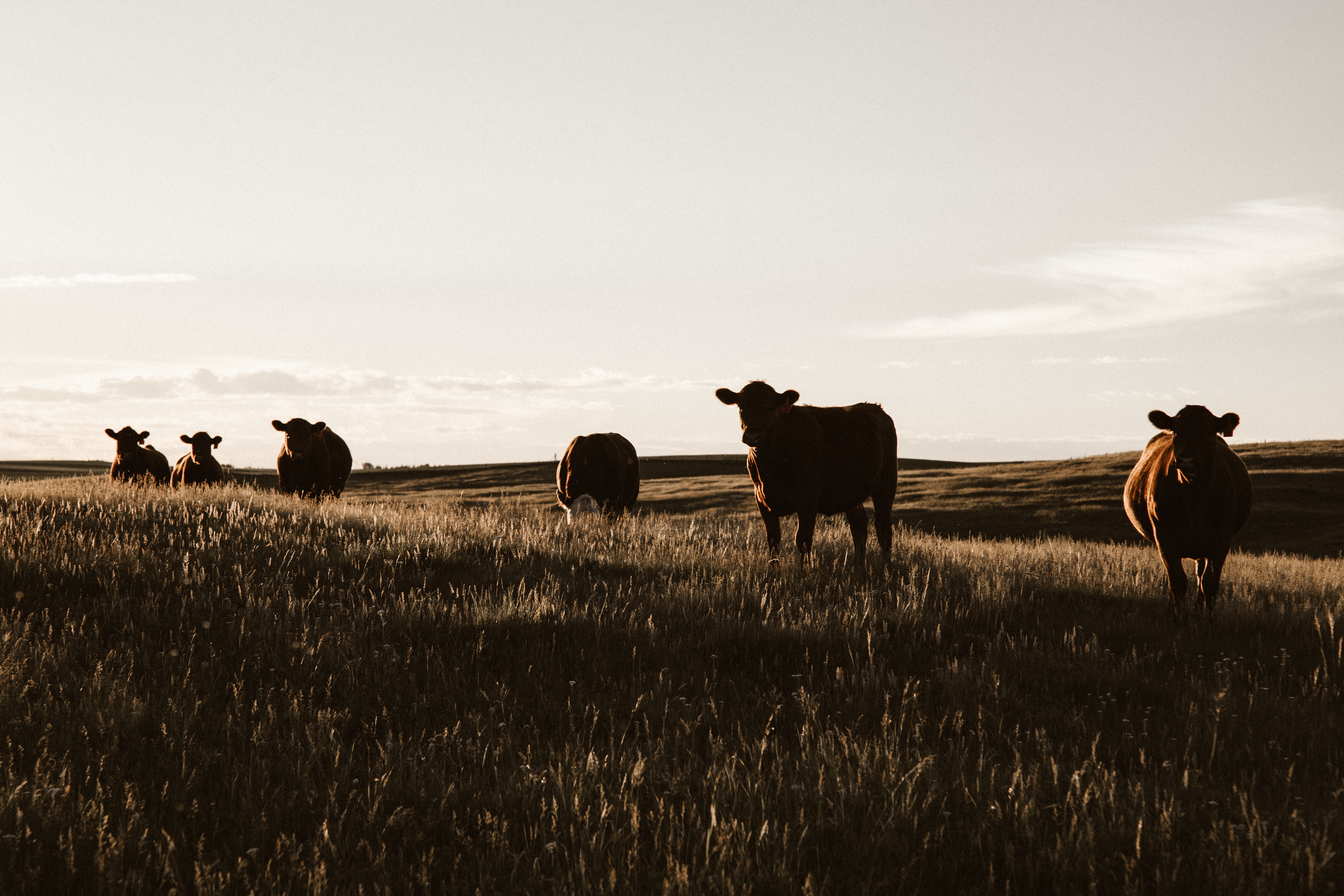 Foodstead ranch